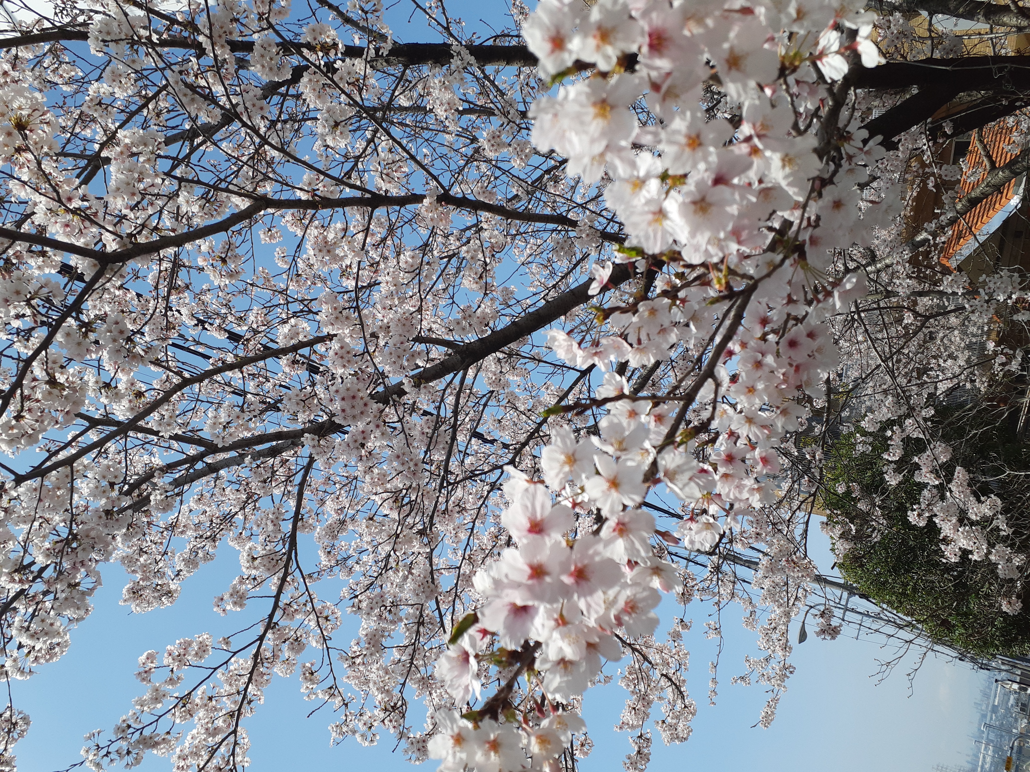 お花見ドライブ