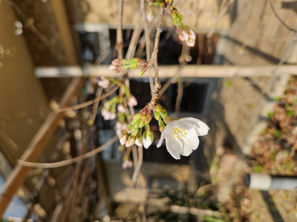 🌸清滝らくらく苑の桜が開花しました🌸