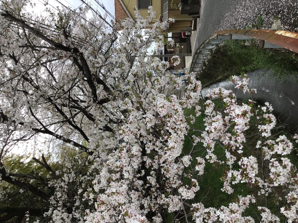 お花見🌸🌸🌸🌸