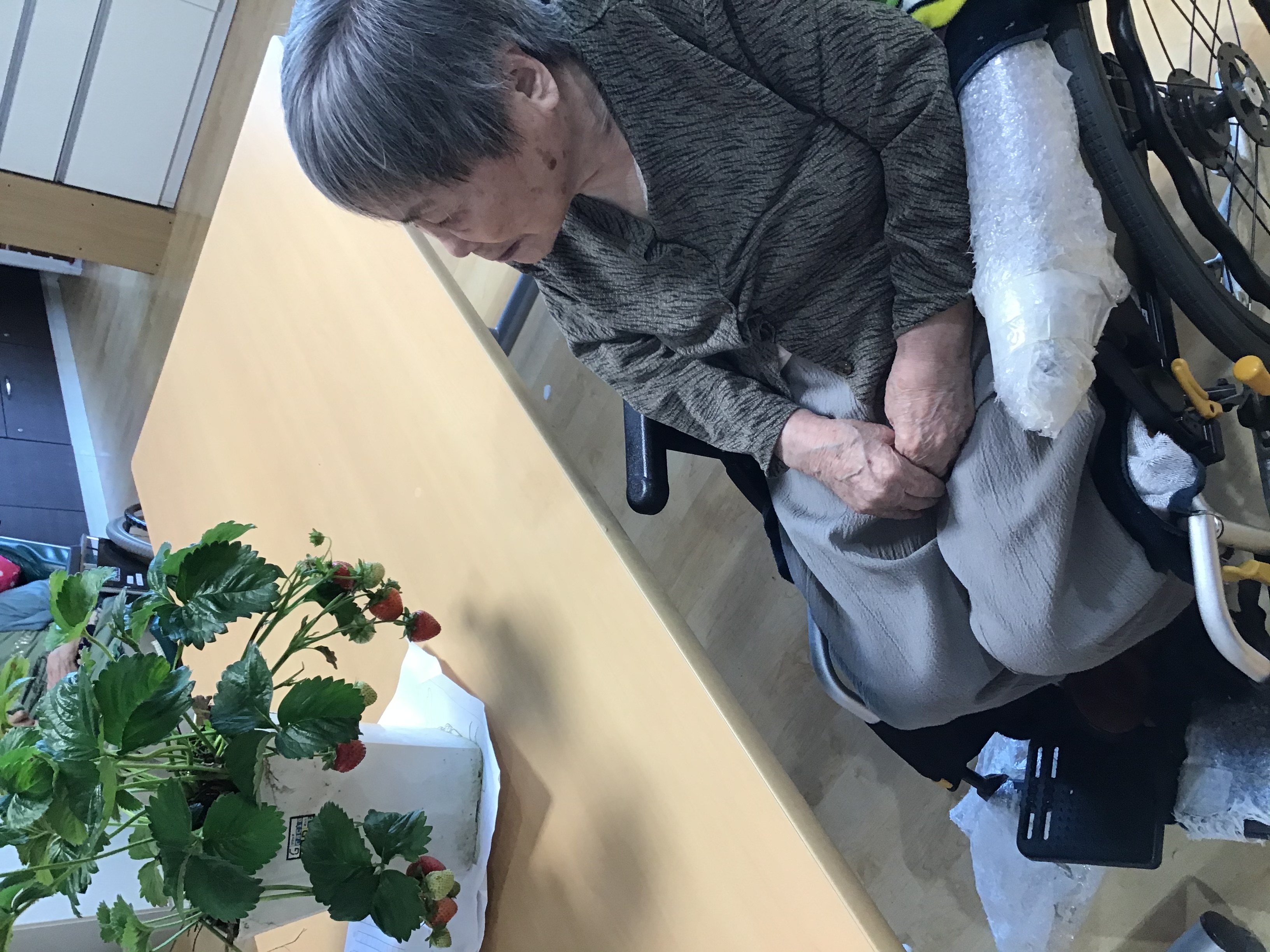【すみれ】イチゴが生りました