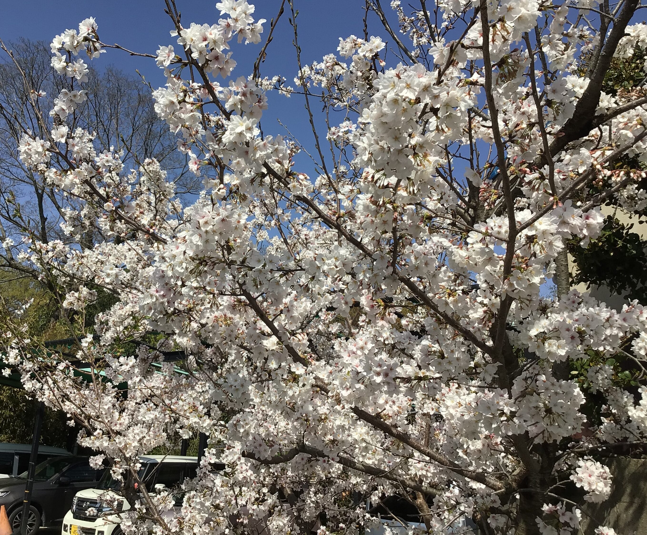 西2丁目❀お花見❀