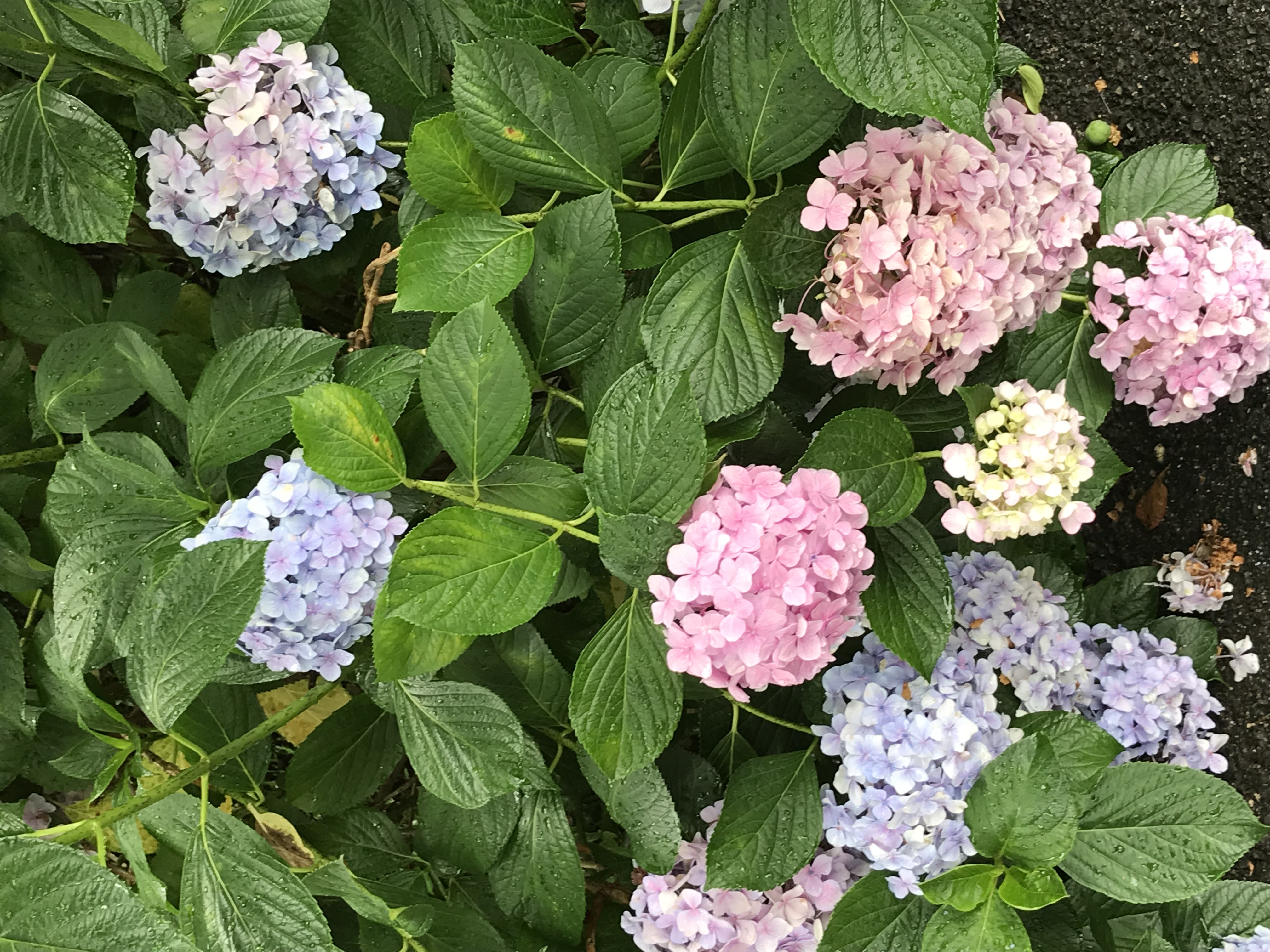 ☔梅雨ですね?