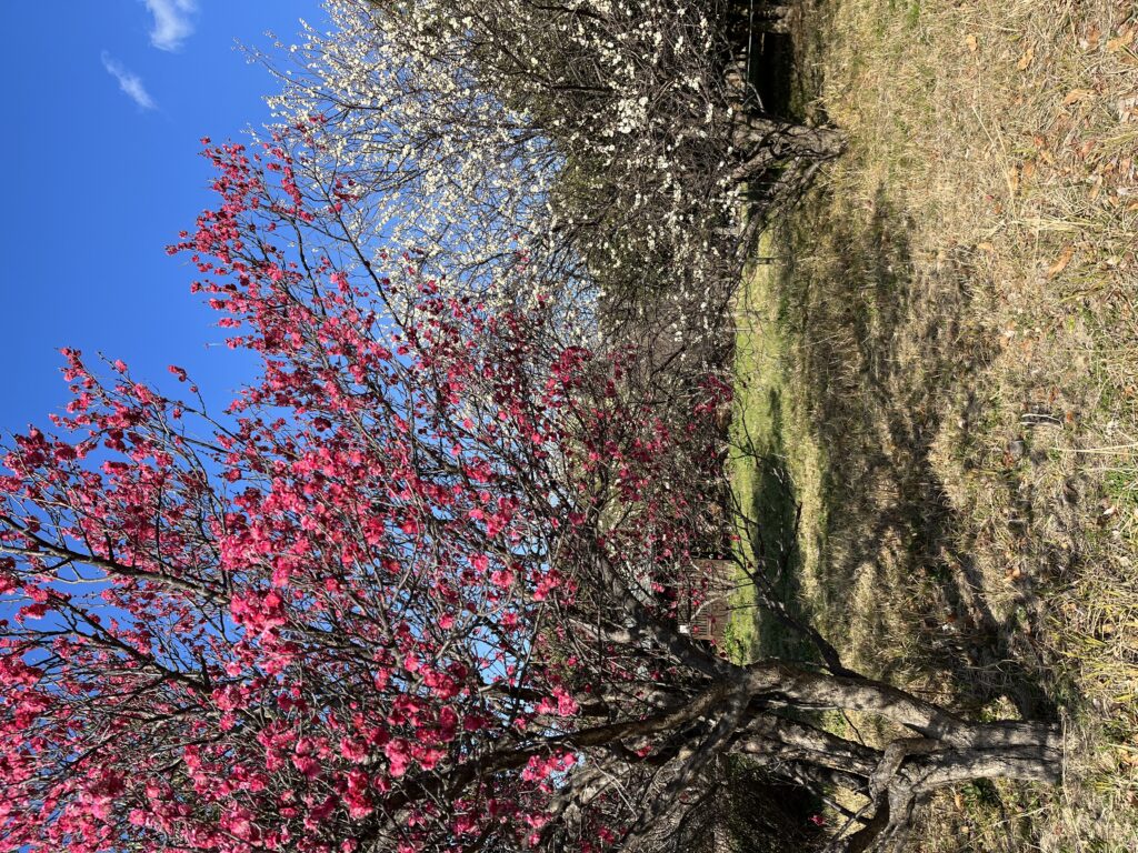 深北緑地に行ってきました。