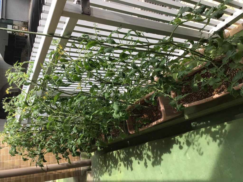 トマト成長記録🍅その③