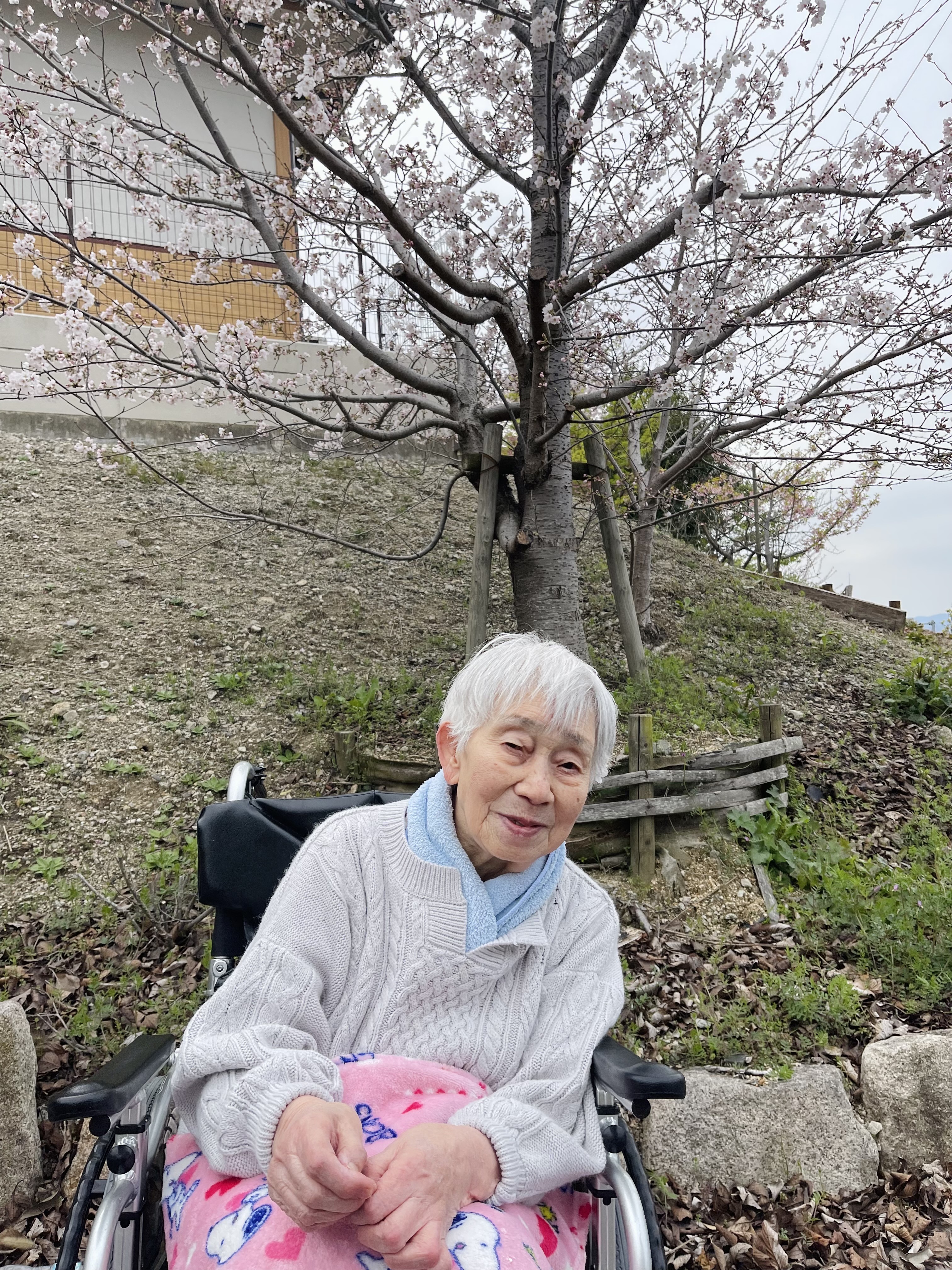 【もも】花見